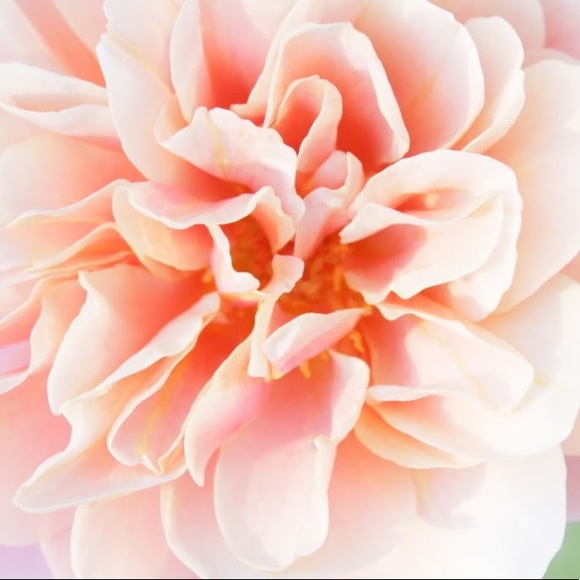 Meet your Posher, Julie - Picture 3 of 7